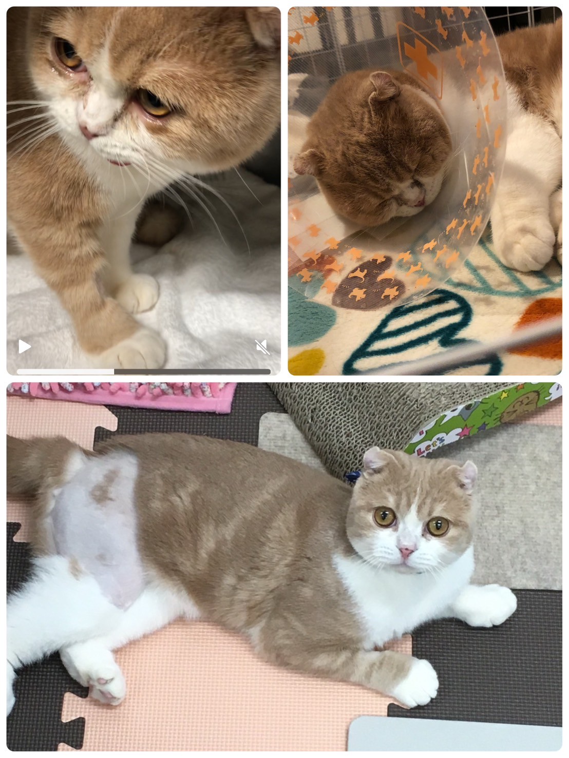 我が家のアイドル🐱ポンタ君